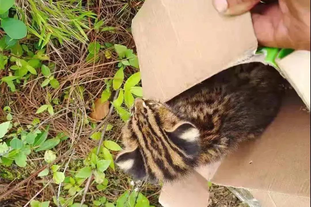 云南政法(微信)