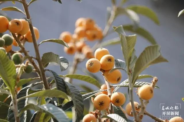 春城晚报(微信)