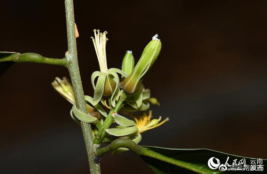 “云南发布”微博