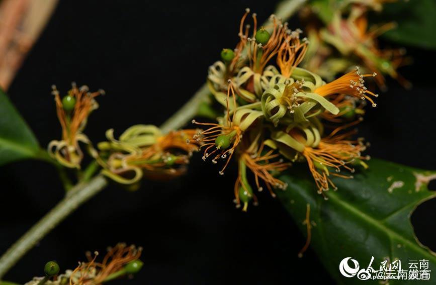 “云南发布”微博