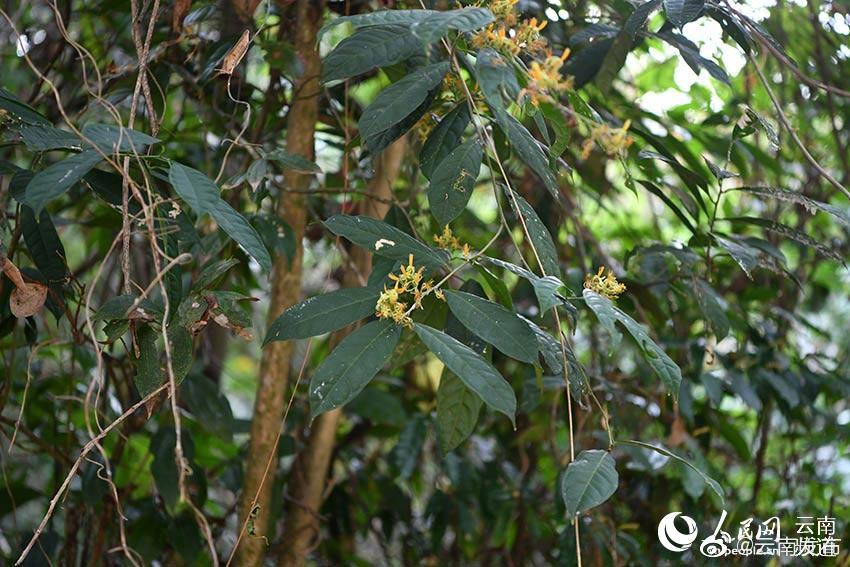 “云南发布”微博