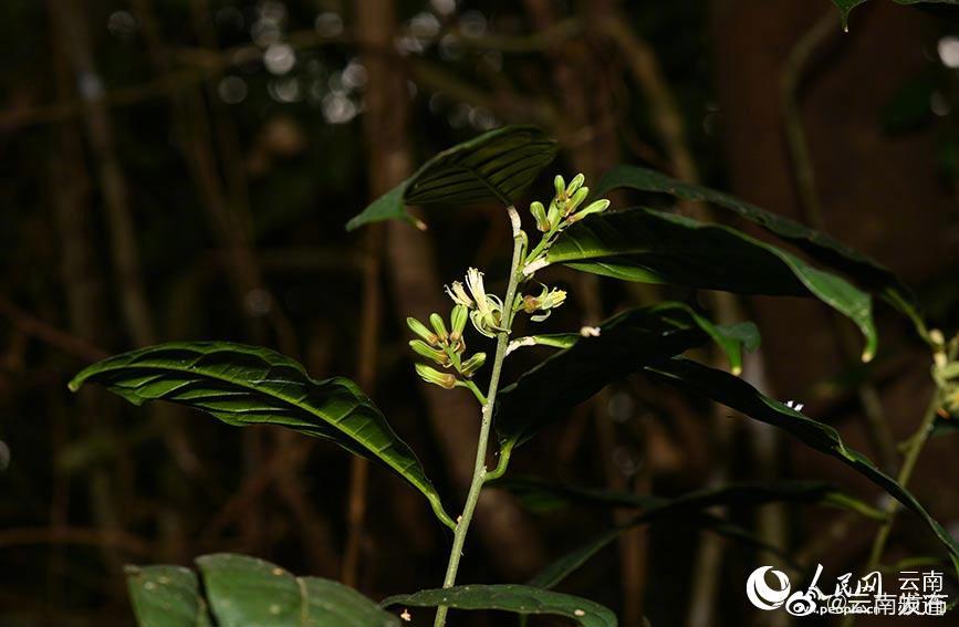 “云南发布”微博