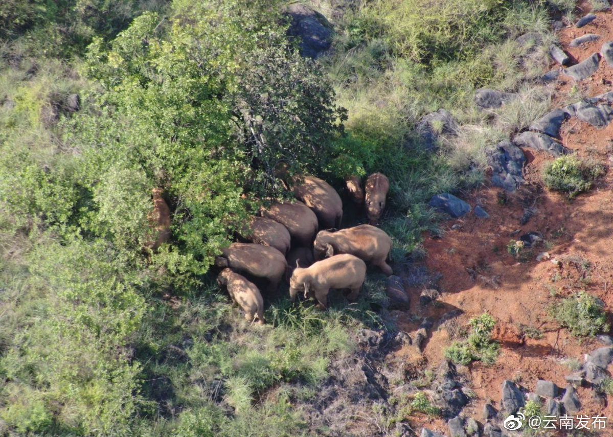 “云南发布”微博