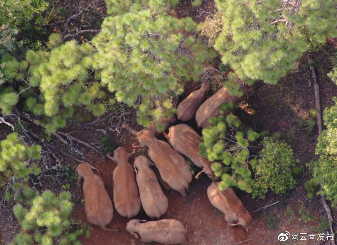 “云南发布”微博