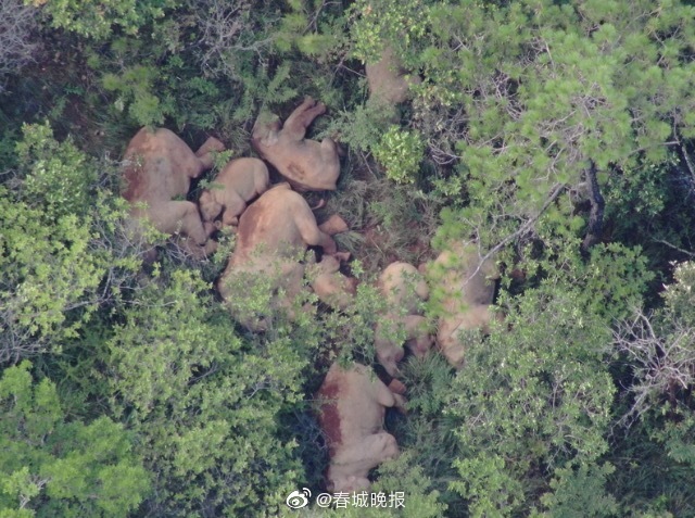 北移亚洲象群仍在玉溪元江迂回移动 