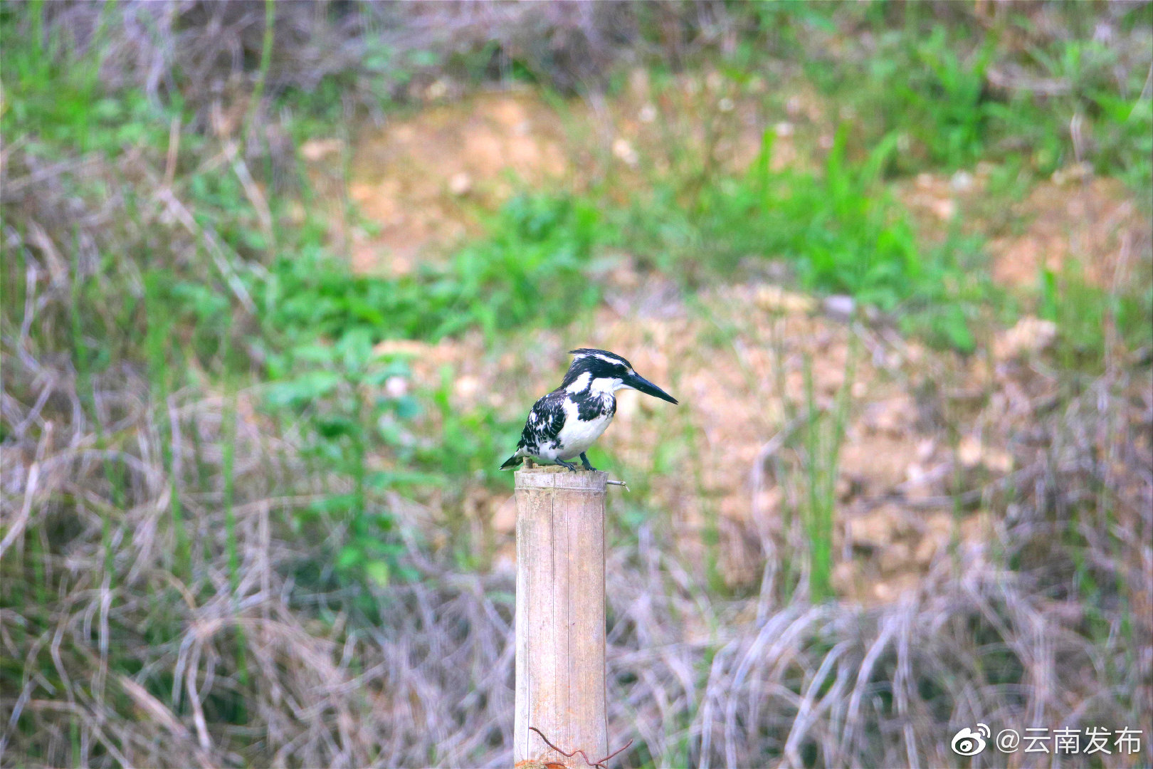 “云南发布”微博