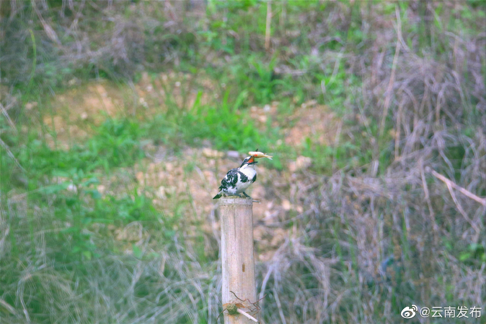 “云南发布”微博