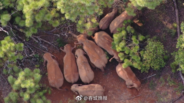 大象回家了！云南北移亚洲象群平安回归栖息地 