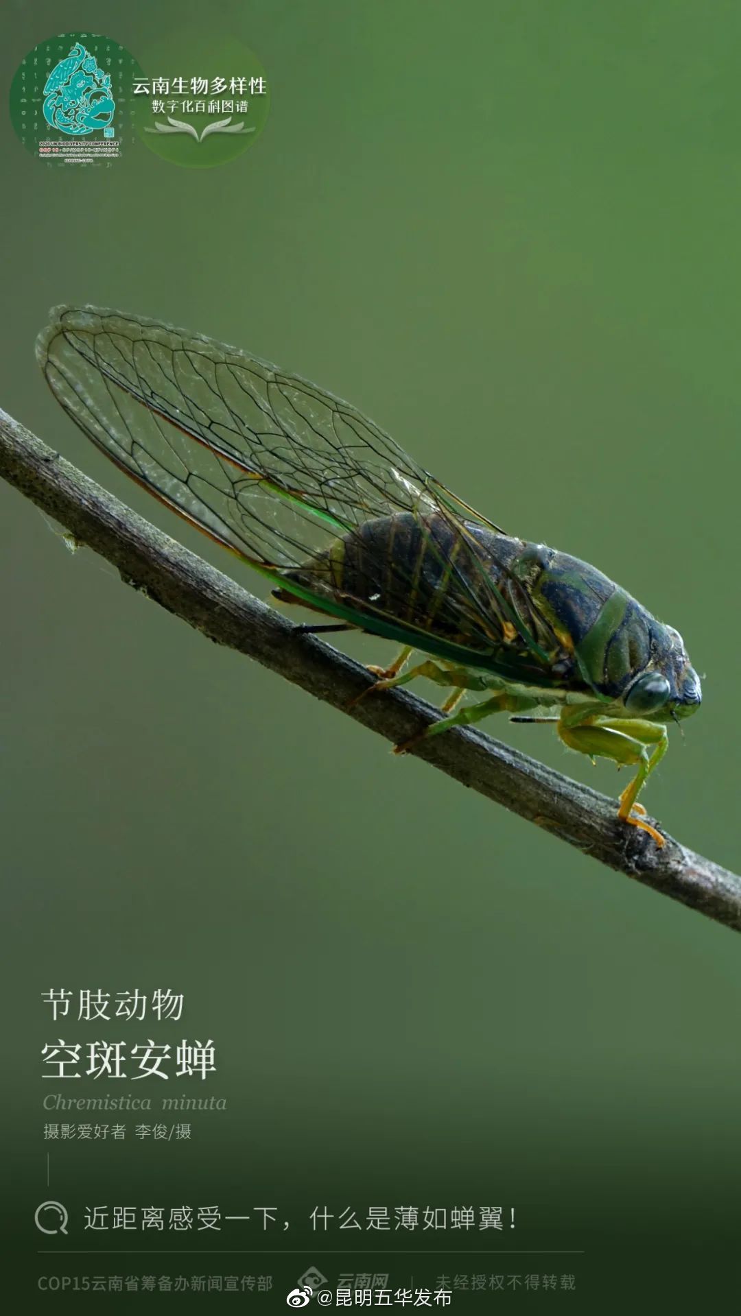 节肢动物·空斑安蝉：近距离感受一下，什么是薄如蝉翼！