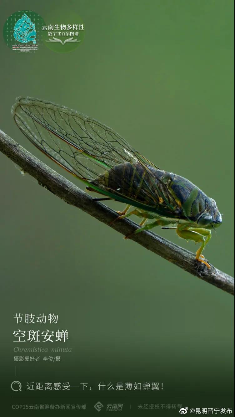 云南生物多样性数字化百科图谱
