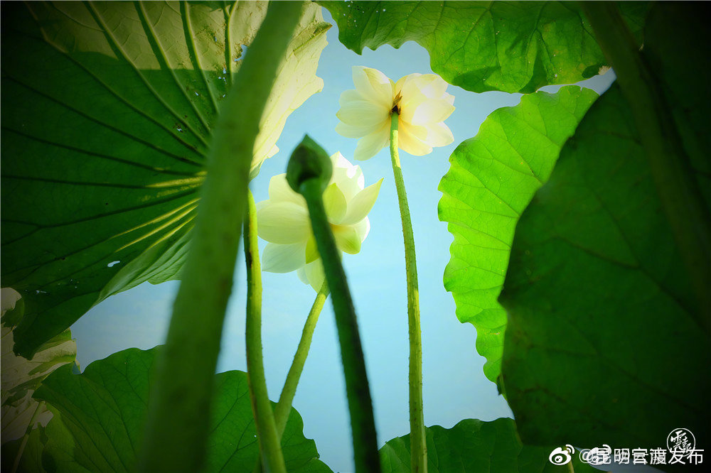小雨、中雨、大雨 ！！!云南今天都是雨