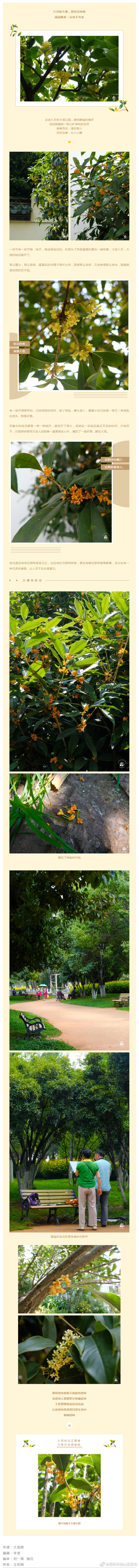 八月桂花盛放 大观满园飘香