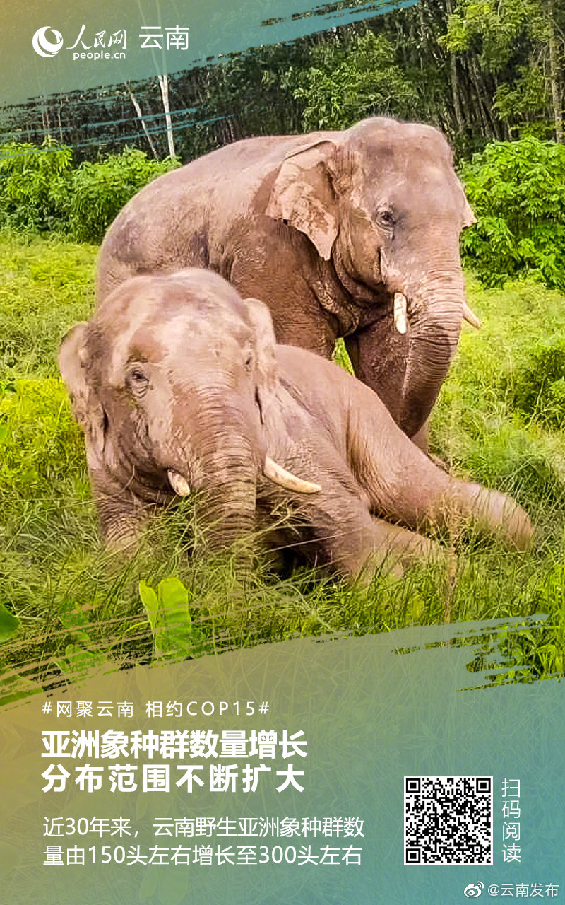 云南亚洲象种群数量增长 分布范围不断扩大