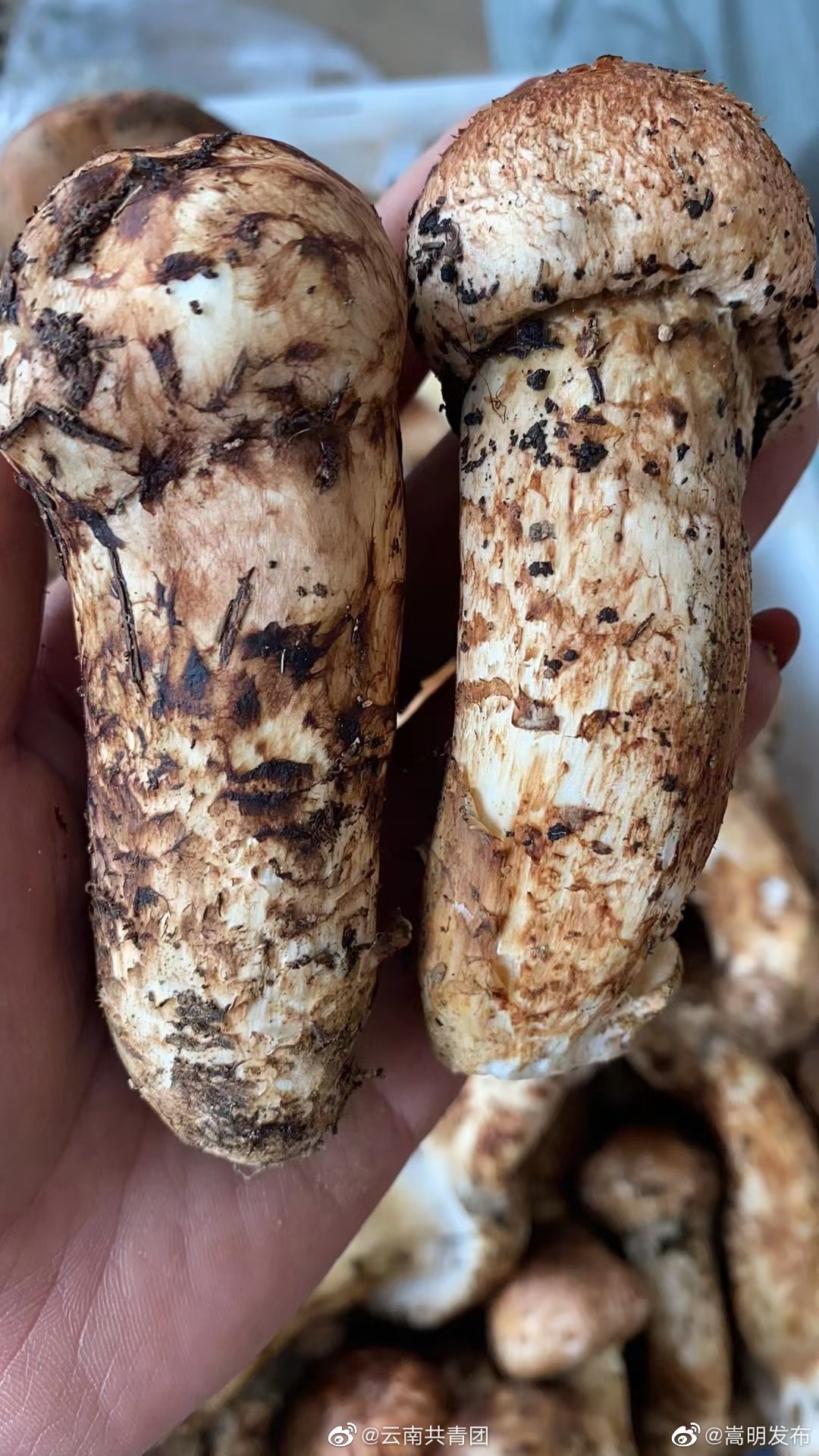 “嵩明发布”微博