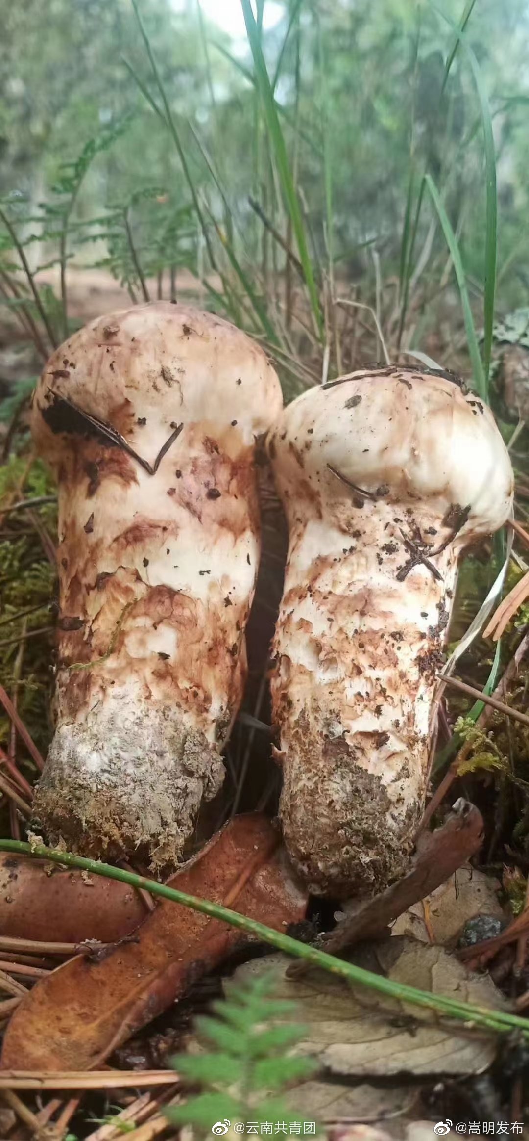 “嵩明发布”微博