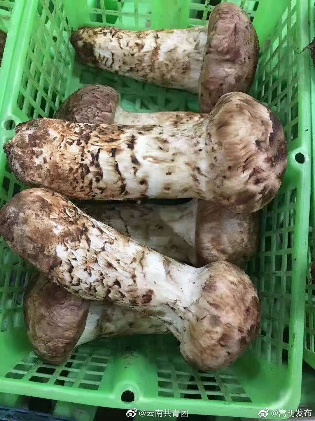 “嵩明发布”微博