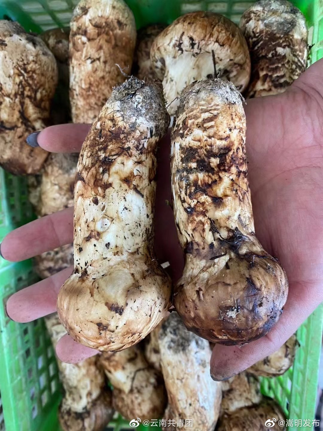 “嵩明发布”微博