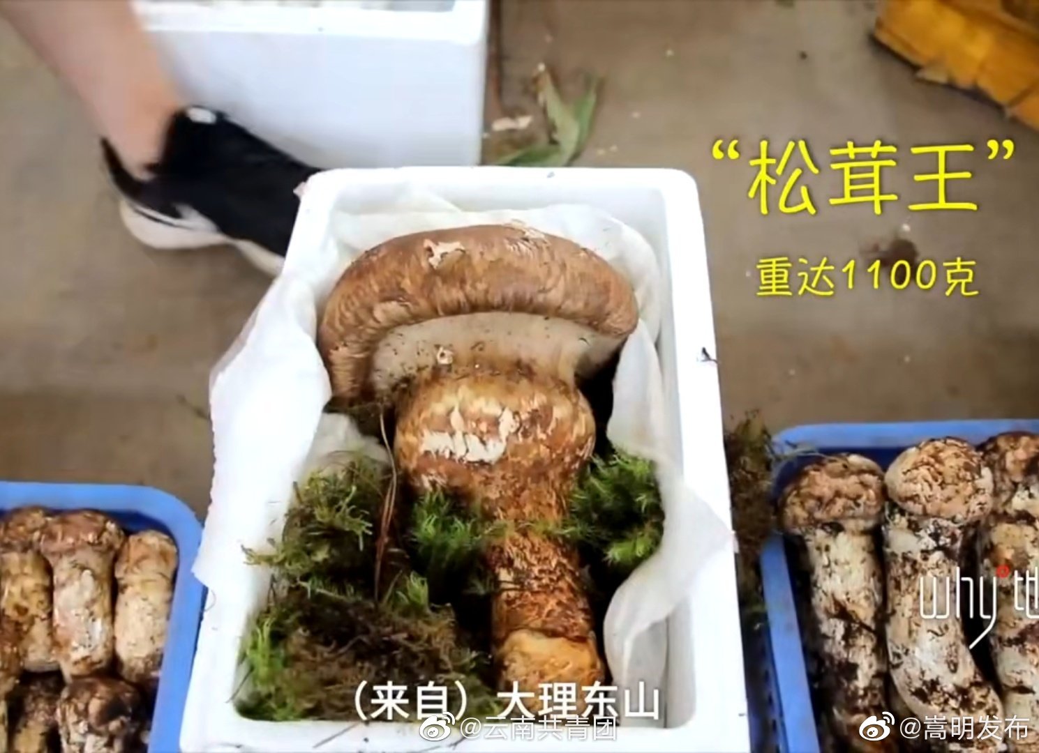 “嵩明发布”微博