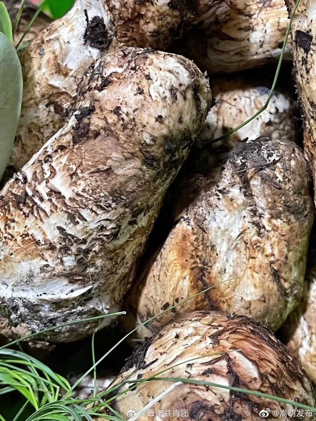 “嵩明发布”微博