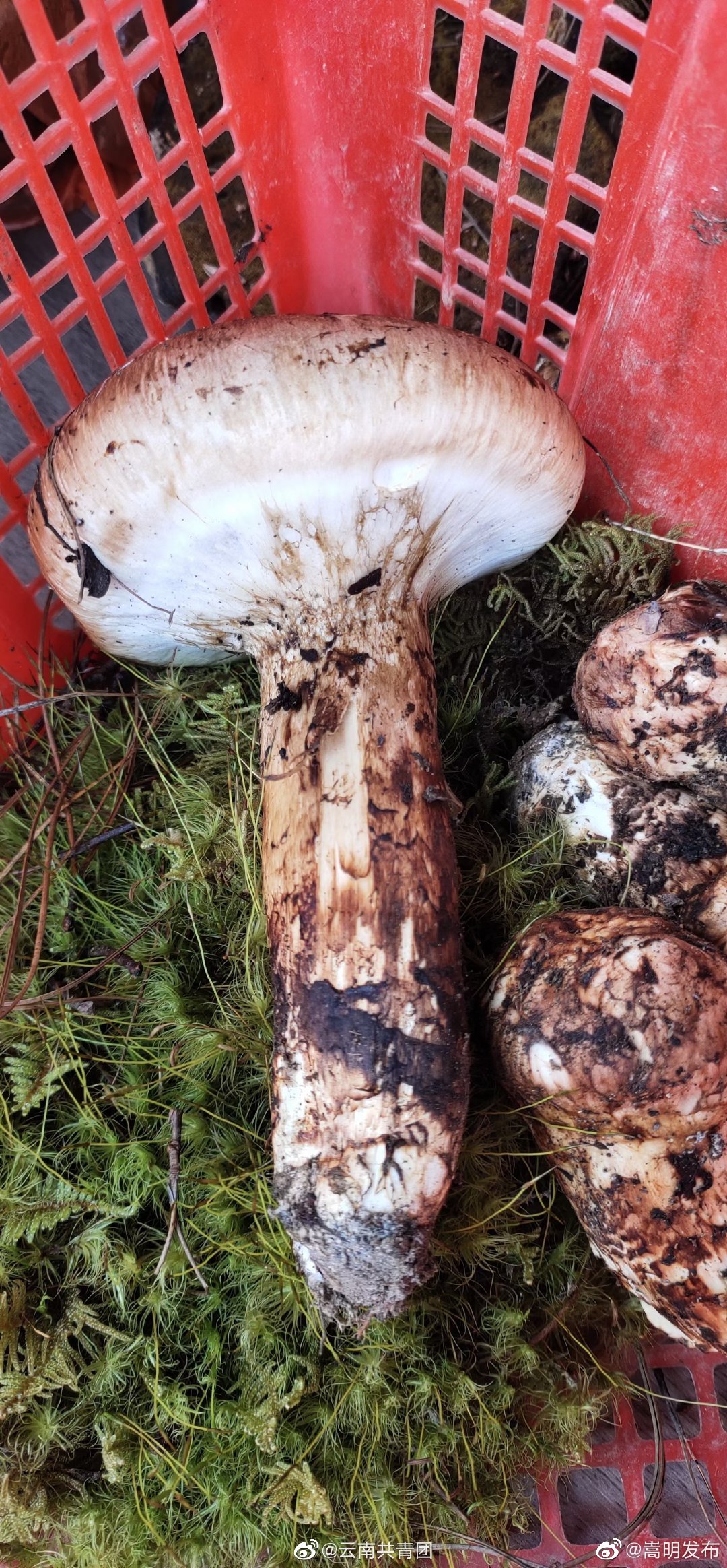 “嵩明发布”微博