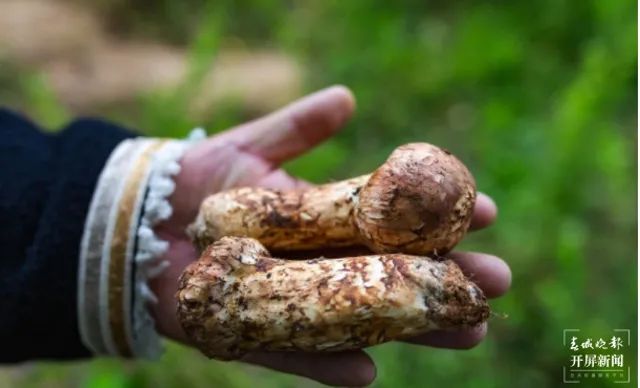 春城晚报(微信)