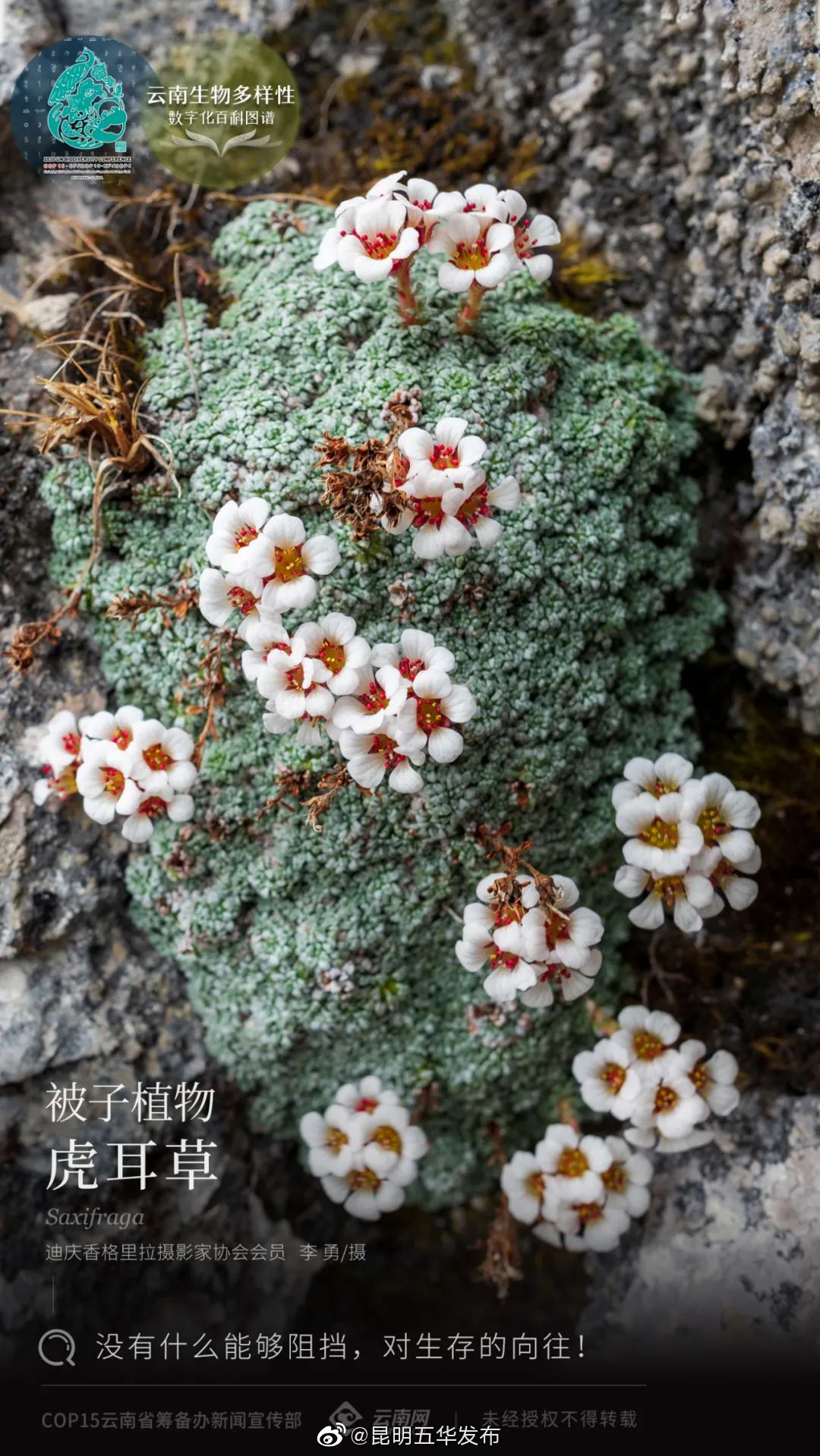 被子植物·虎耳草：没有什么能够阻挡我对生存的向往