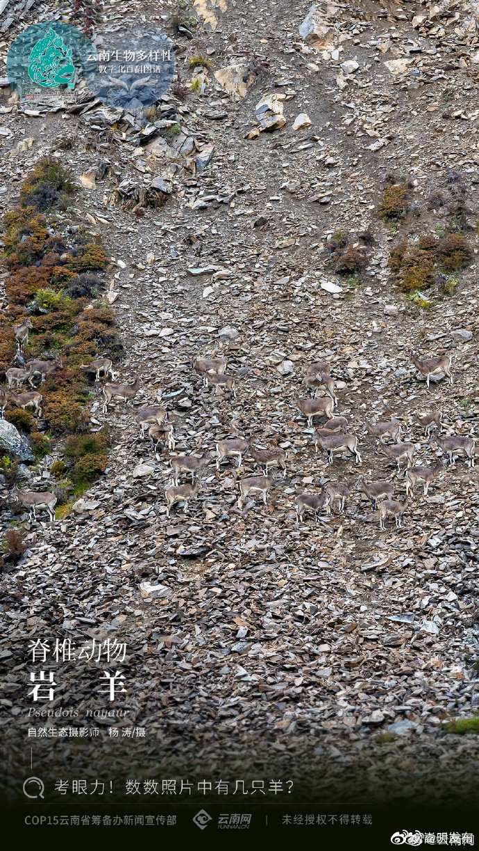“嵩明发布”微博