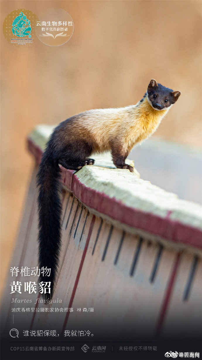 “嵩明发布”微博