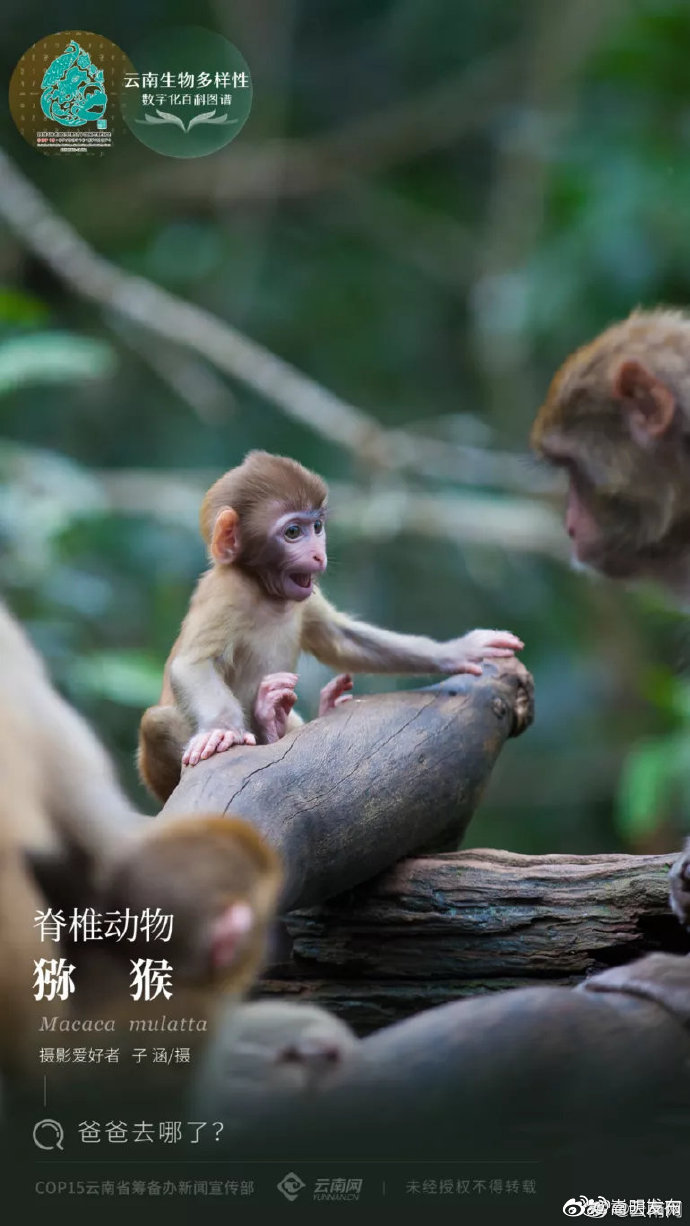 “嵩明发布”微博