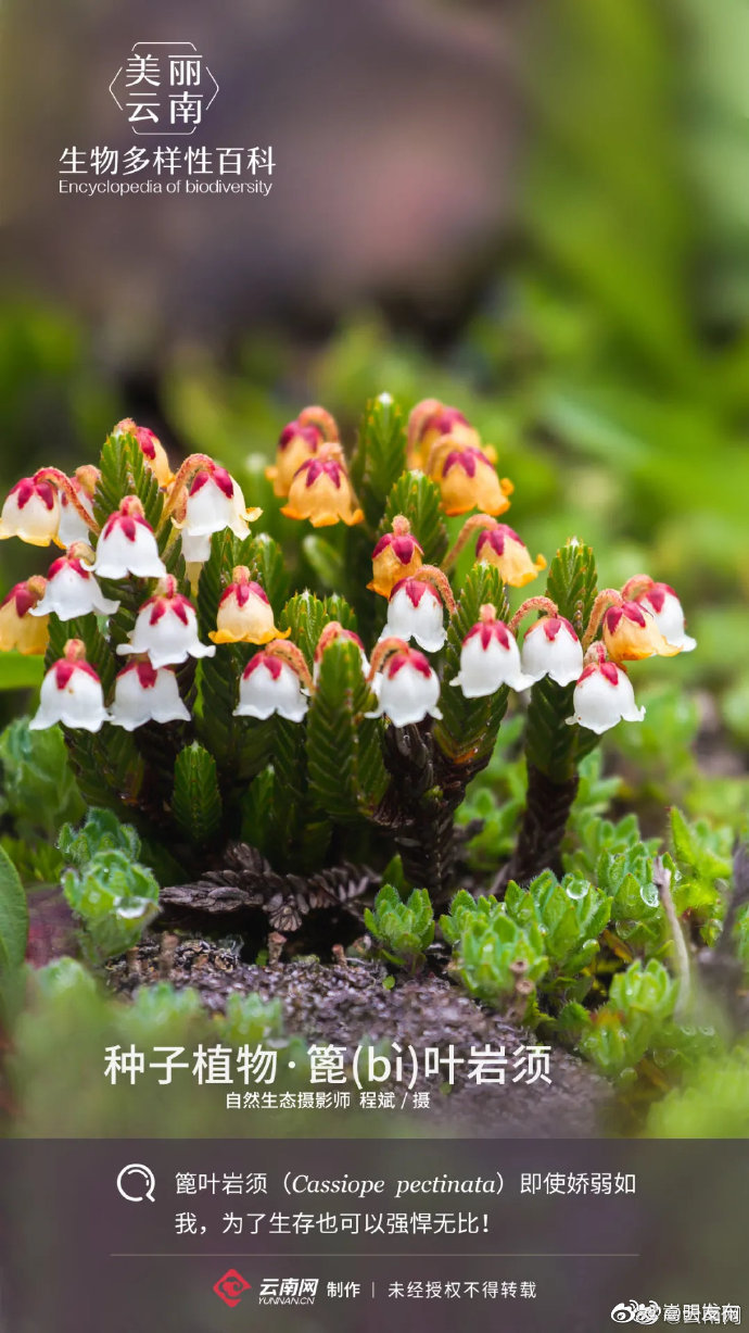 “嵩明发布”微博