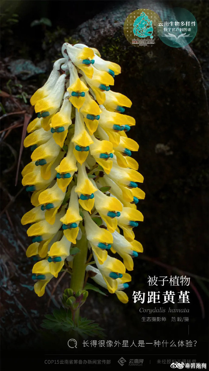 “嵩明发布”微博