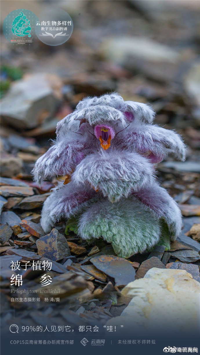 “嵩明发布”微博