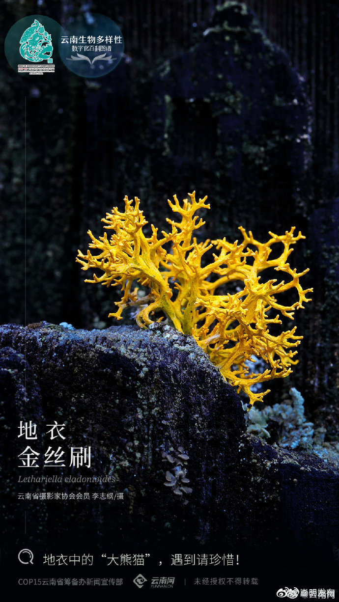 “嵩明发布”微博