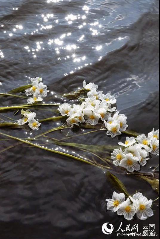 “云南发布”微博