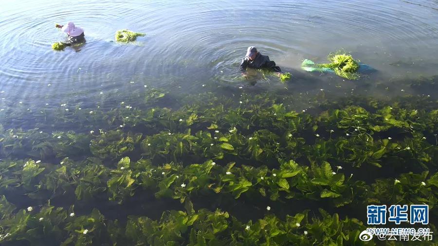 “云南发布”微博