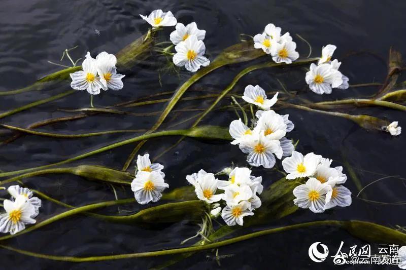 “云南发布”微博