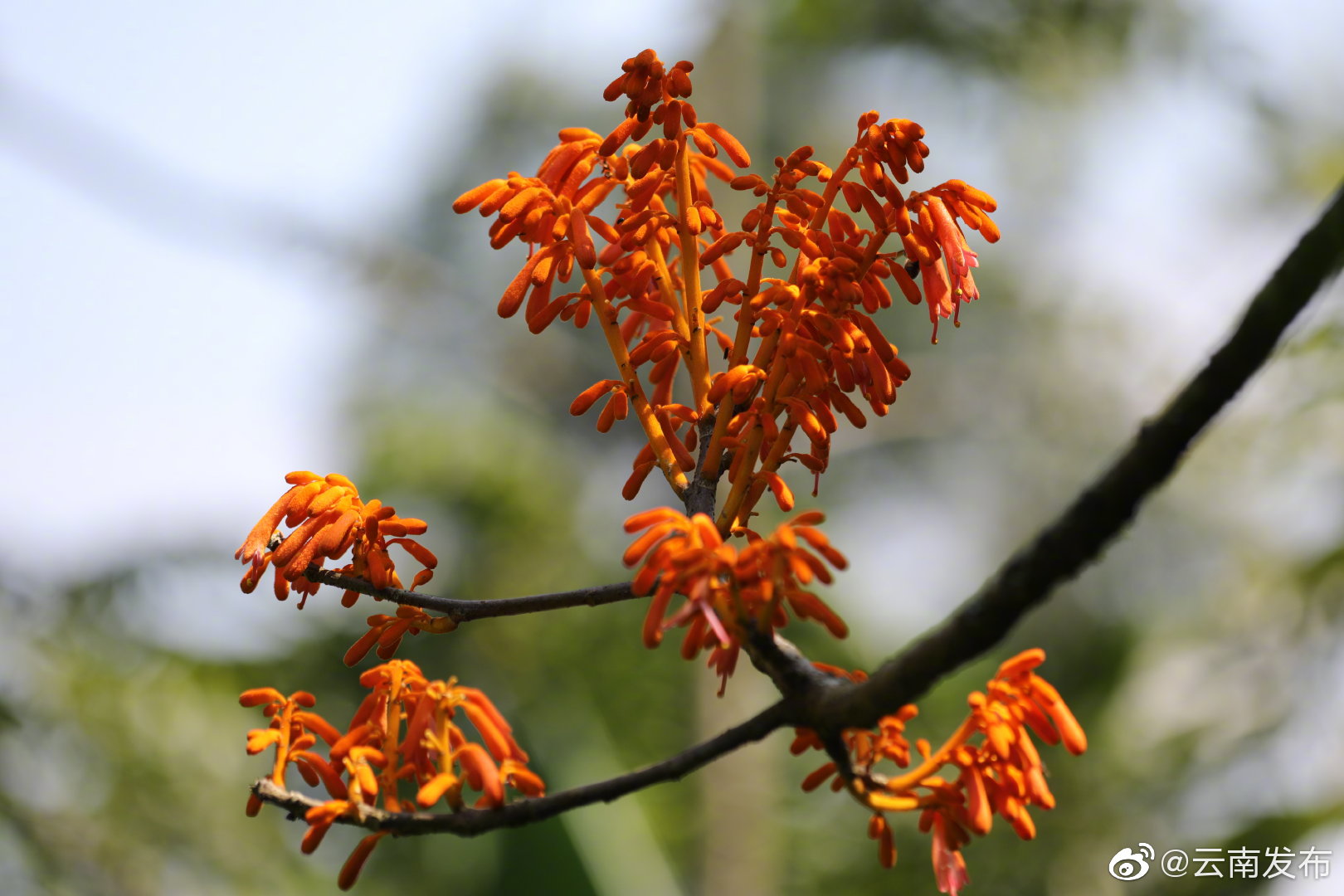 “云南发布”微博