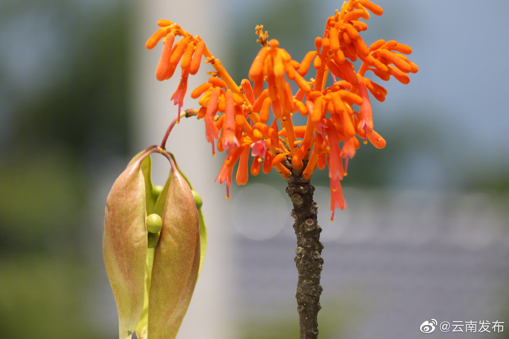 “云南发布”微博