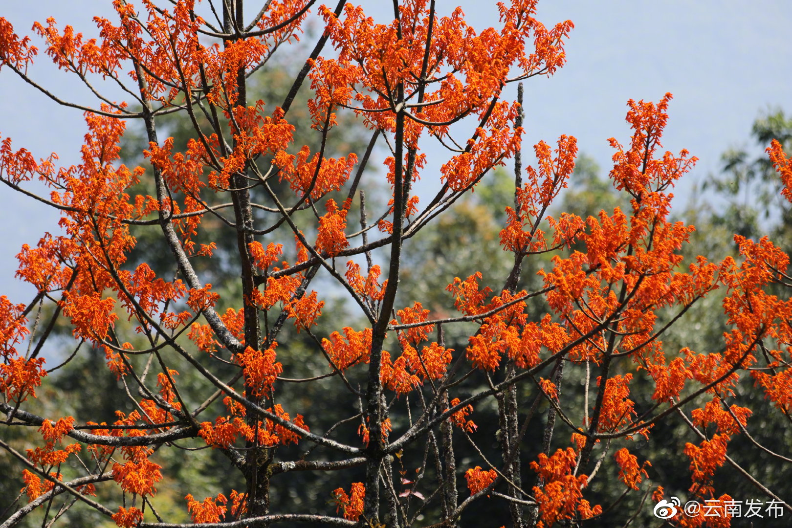 “云南发布”微博