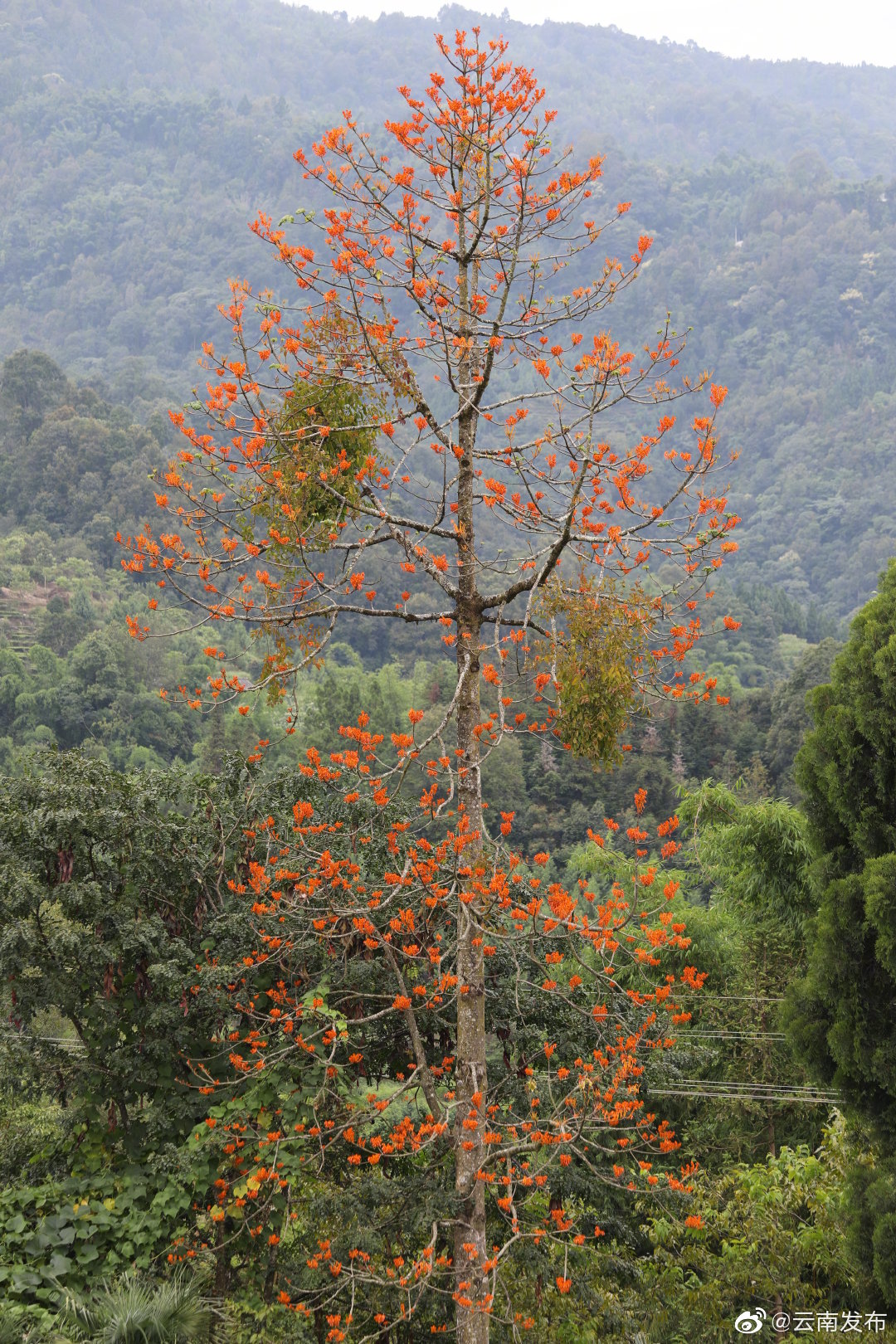 “云南发布”微博