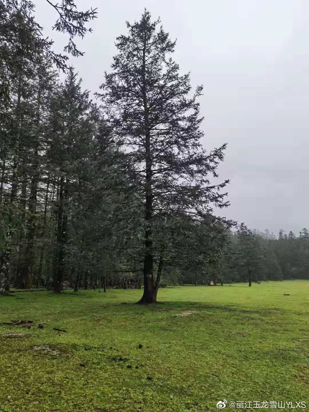 丽江玉龙雪山YLXS微博