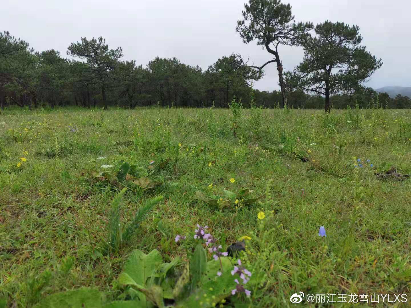 丽江玉龙雪山YLXS微博