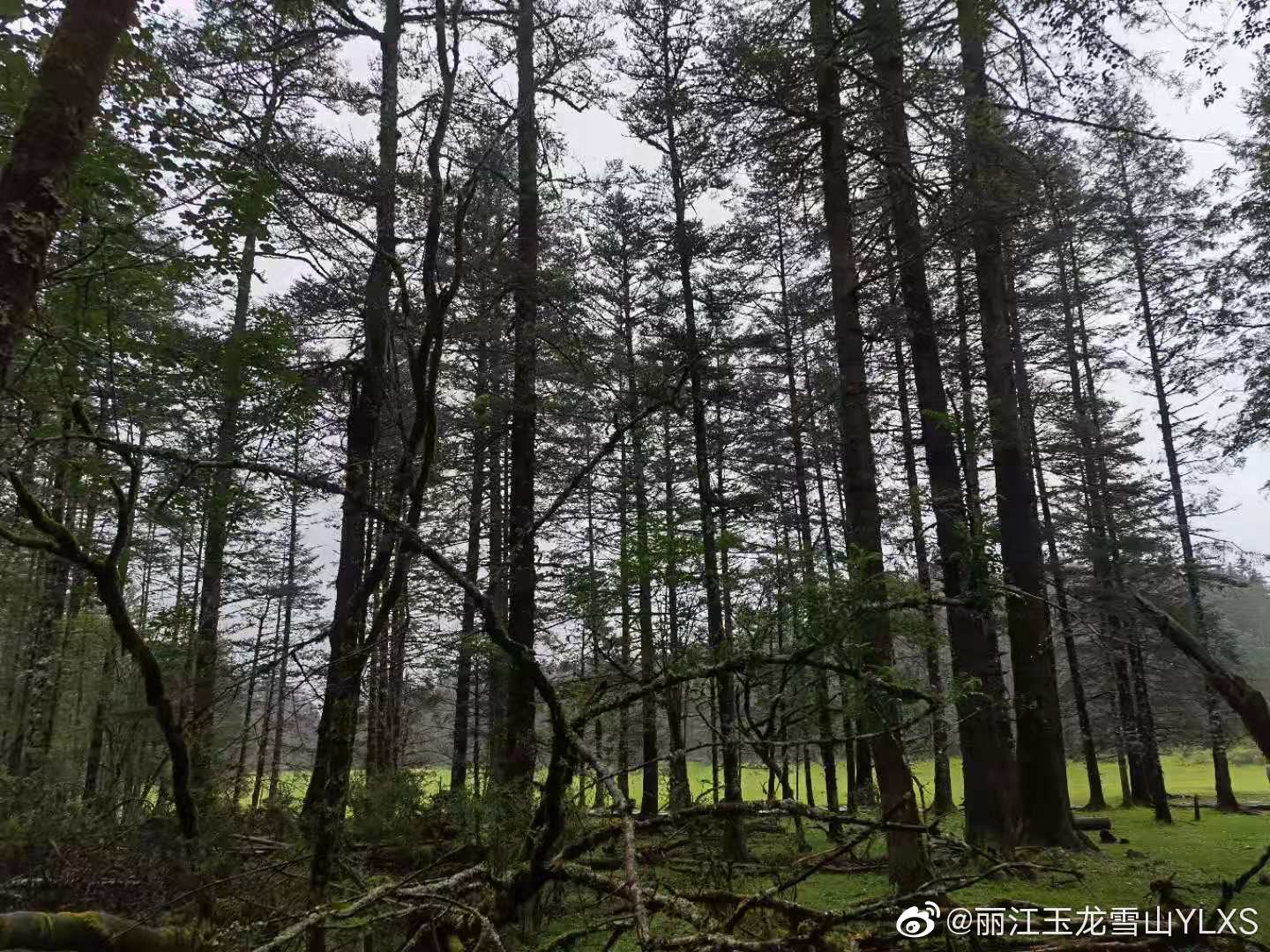 丽江玉龙雪山YLXS微博