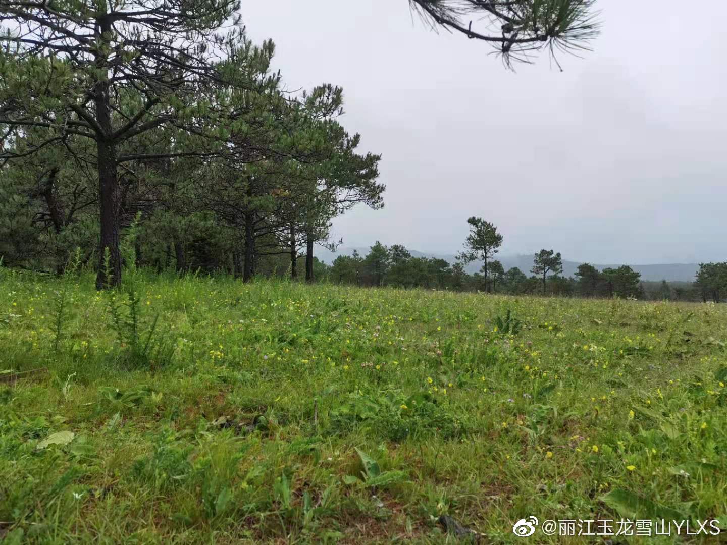 丽江玉龙雪山YLXS微博