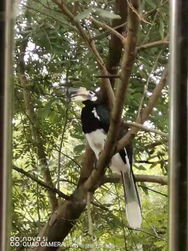 “昆明五华发布”微博