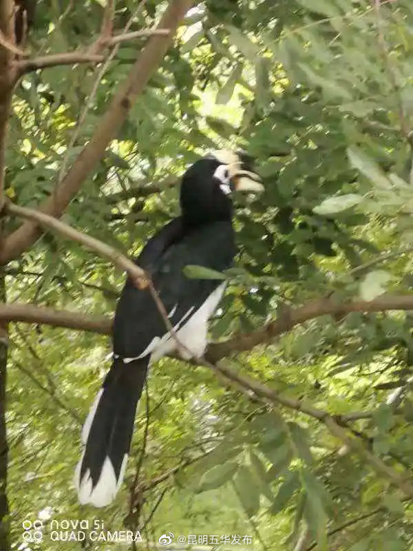 “昆明五华发布”微博