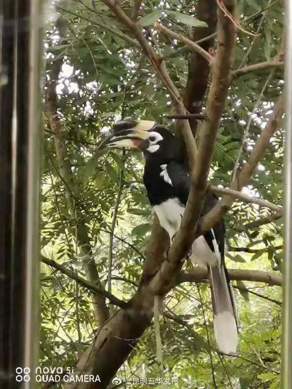 “昆明五华发布”微博