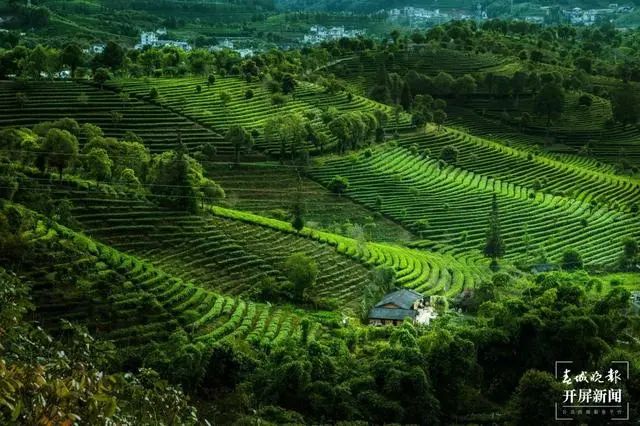 春城晚报(微信)