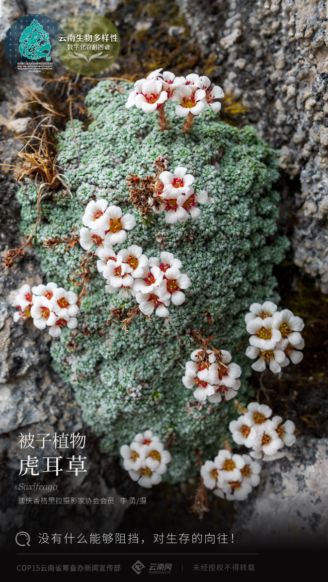 云南省人民政府网