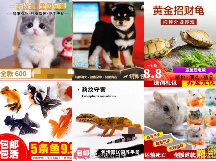 快递能寄活物吗?